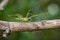 Image of Malagasy green lynx spider.