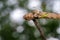 Image of Malagasy green lynx spider.