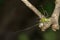 Image of Malagasy green lynx spider Peucetia madagascariensis