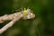 Image of Malagasy green lynx spider Peucetia madagascariensis