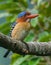 An image male banded kingfisher