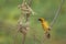 Image of male baya weaver nesting on nature background. Bird. Animals