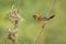 Image of male baya weaver nesting on nature background. Bird. Animals