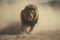 Image of a male lion walking in a dusty forest. Wildlife Animals