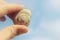 Image of man holding ammonite fossil.