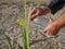 Image of a man\'s hands pouring water on a small plant. Reference to nutrition and growth