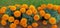 Image of marigold flower in a row