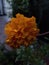 This is a image of marigold flower taken at the time of sunset