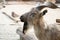 Image of Markhor or mountain goat or screw horn goat Capra falconeri in the zoo area