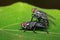 Image of mating flies on green leaves. Insect. Animal