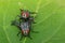 Image of mating flies on green leaves. Insect. Animal