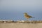 An image of a meadow pipit Anthus pratensis foraging on a concrete plate on Heligoland island.