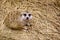 Image of meerkat Suricata suricatta on nature background. Wild Animals