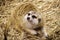 Image of meerkat Suricata suricatta on nature background. Wild Animals