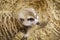 Image of meerkat Suricata suricatta on nature background. Wild Animals