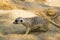 Image of a meerkat or suricate on nature background.