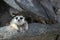 Image of a meerkat or suricate on nature background. Wild Animals