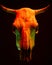 Image of menacing bull skull with color light on black background. Halloween holiday decoration concept image