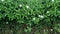 Image of Mini grass is a small shrub plant that is bushy