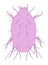 Image of mite animal