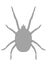 Image of mite animal