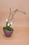 Image modern art flowers decoration ikebana for apartment, office, postcard, poster, Valentine`s Day invitations, magazines.