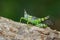 Image of monkey grasshopper Erianthus serratus.