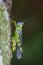 Image of monkey grasshopper Erianthus serratus.