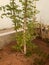 Image of the Moringa tree, a tree used for the sugar of