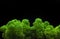 Image of moss dark background