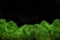 Image of moss dark background