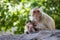 Image of mother monkey and baby monkey on nature background.