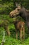 Image of a mother moose with her two babie sin the green trees.