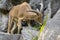 Image of a mountain goats standing on a rock and eating grass.