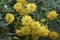 Image of multiple Smooth oxeye flowers.