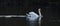 Image of a mute swan in an Italian river