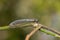 Image of myrmeleon formicarius perched on a branch on nature background. Antlion. Insect