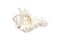 Image of natural large conch shell kirin snail thousands on a white background. Undersea Animals. Sea shells