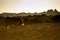 Image of New Forest pony backlit by rising sun