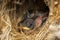 Image of newborn bird that is in the nest. Animal