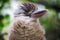 Image of a northern blue-winged kookaburra