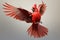 Image of northern cardinal bird spreading wings to fly on a clean background. Wildlife Animals