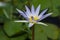 Image of Nymphaeaceae flowers commonly called water lily along with green leaves on a village pond of India