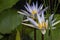 Image of Nymphaeaceae flowers commonly called water lily along with green leaves on a village pond of India