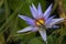 Image of Nymphaeaceae flowers commonly called water lily along with green leaves on a village pond of India