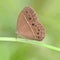 Image off brown butterflies and green background