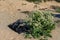 An image of an old car tire ingrown into the sand. Old car tire lying on the beach