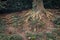 Image of old mystery tree roots in a forest