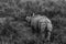 Image of a one horned rhino standing and grazing amidst tall grass