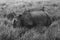 image of a one horned rhino standing and grazing amidst tall grass